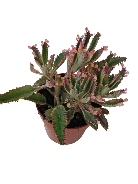 Kalanchoe Pink Batterfly Planta Suculenta Ø8_0