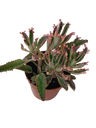 Kalanchoe Pink Batterfly Planta Suculenta Ø8