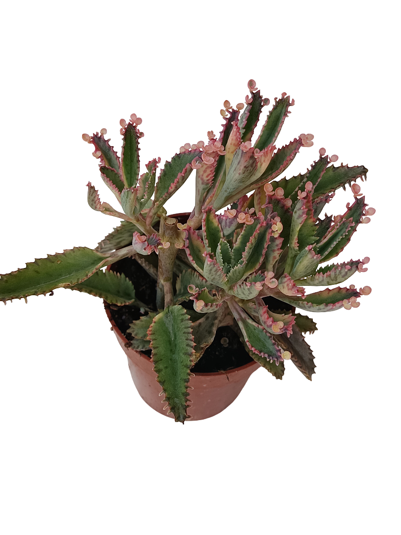 Kalanchoe Pink Batterfly Planta suculenta Ø8