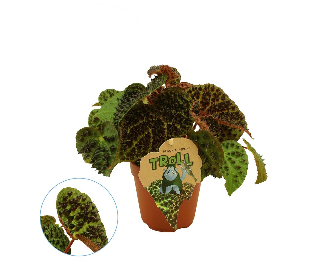 Begonia Ferox M13 35cm_0