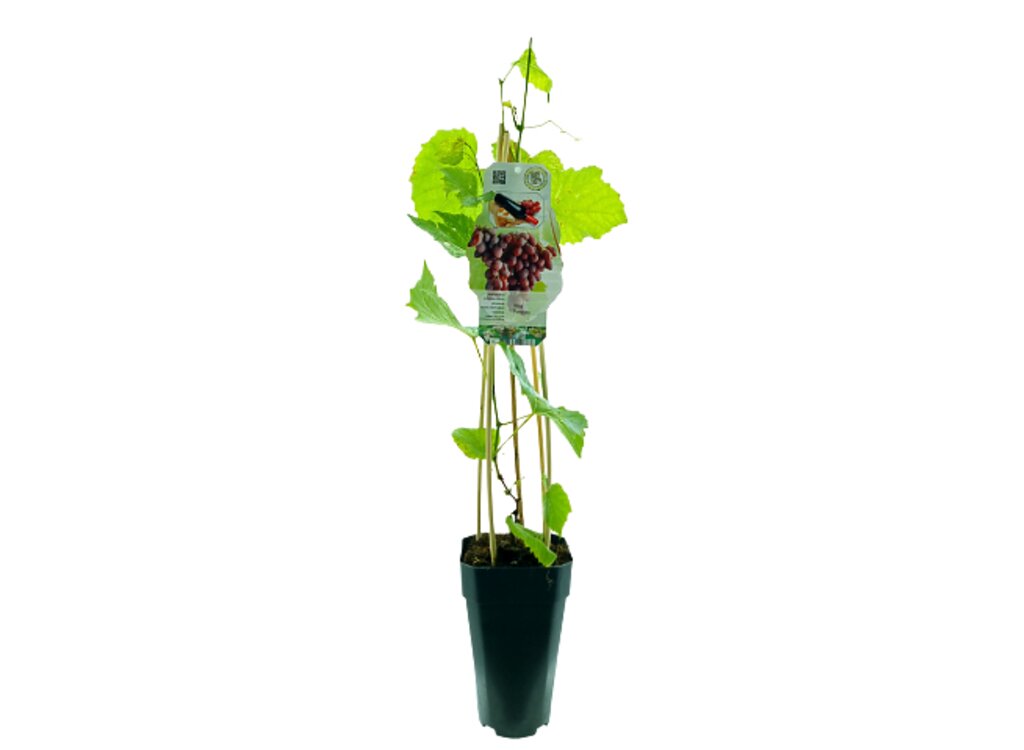 Uva Vitis Vinifera M15 65cm (parra)_0