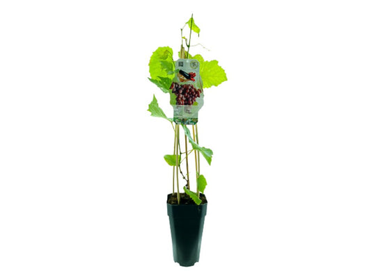 Uva Vitis Vinifera M15 65cm (parra)_0