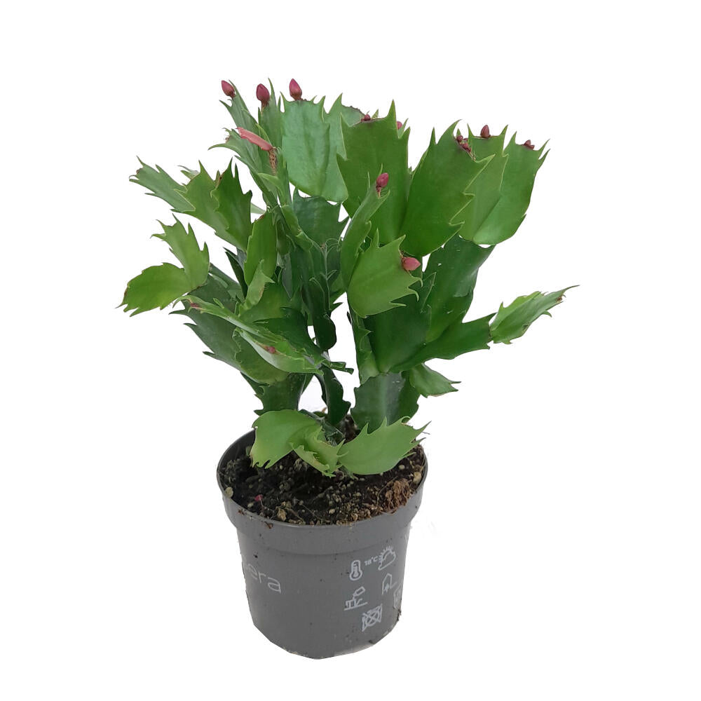 Schlumbergia  Variada M9 35cm (cactus De Navidad)_0