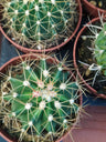 Suculentas Y Cactus Variedad #3 Planta Sin Id
