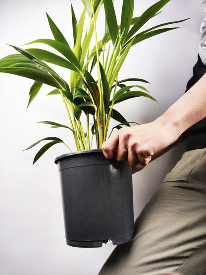 Palmera Kentia | Altura 110cm - Maceta 19cm