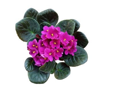 Violeta Africana Saint Paula Color Surtido Ø12_1