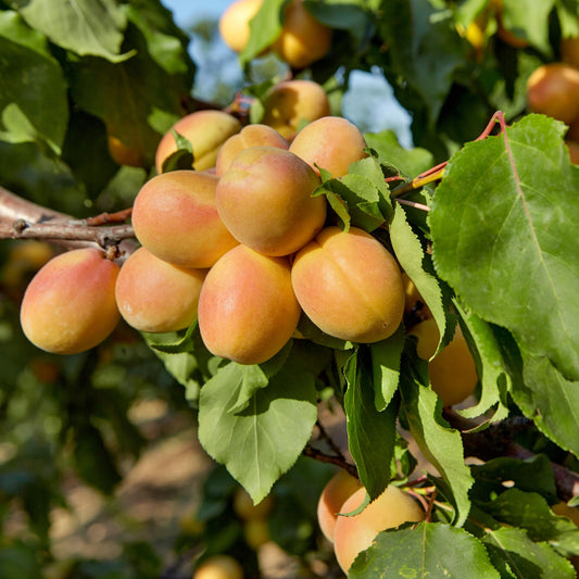 Frutal Albaricoquero Currot - Planta Natural - Maceta 26cm - Altura Aprox. 120/150_0