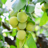 Frutal Ciruelo Reina Claudia - Planta Natural - Maceta 26cm. - Altura Aprox. 120/150