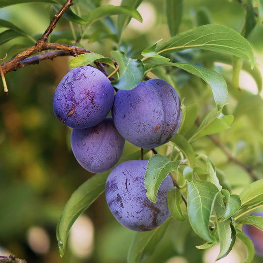 Frutal Ciruelo Friar - Planta Natural - Maceta 26cm. - Altura Aprox. 120/150_0