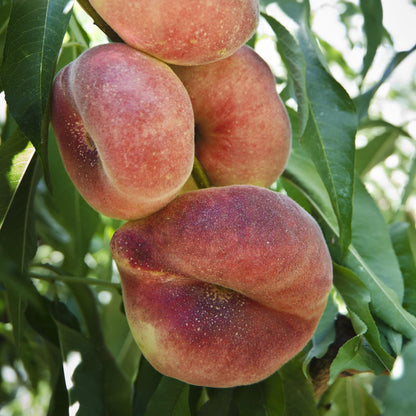 Frutal Paraguayo - Planta Natural - Maceta 26cm - Altura Aprox. 120/150_0