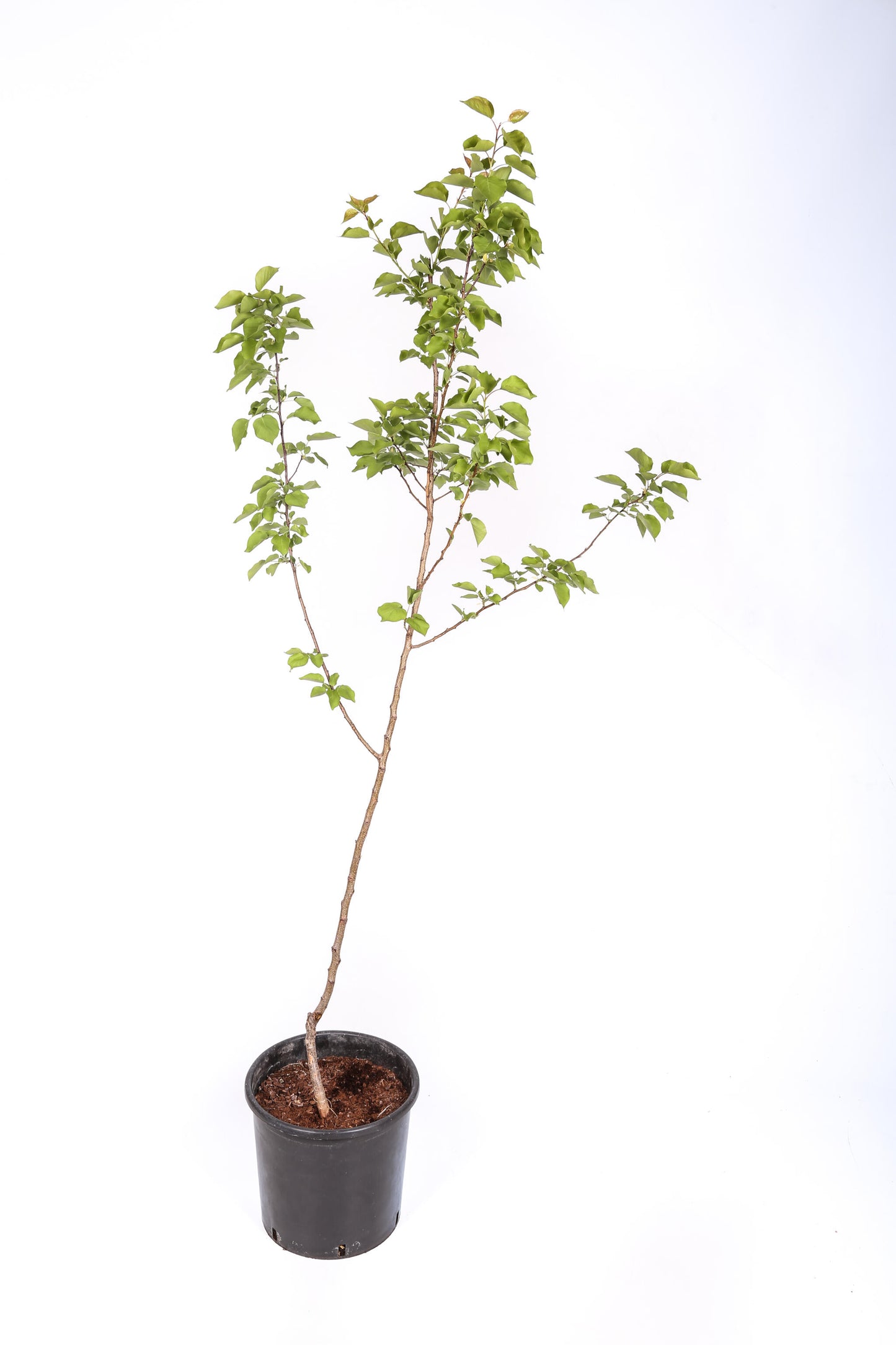 Frutal Ciruelo Reina Claudia - Planta Natural - Maceta 26cm. - Altura Aprox. 120/150_1