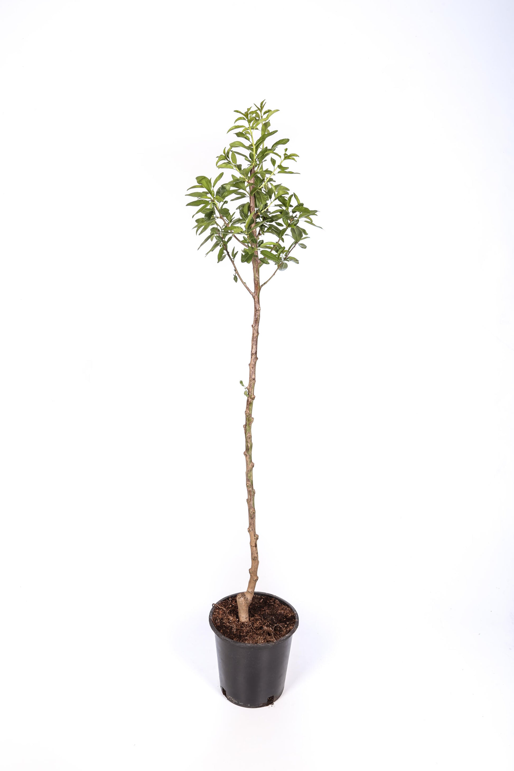 Manzano - Manzana Fuji- Manzana Semi Roja - Planta Viva - Altura 120/150_1