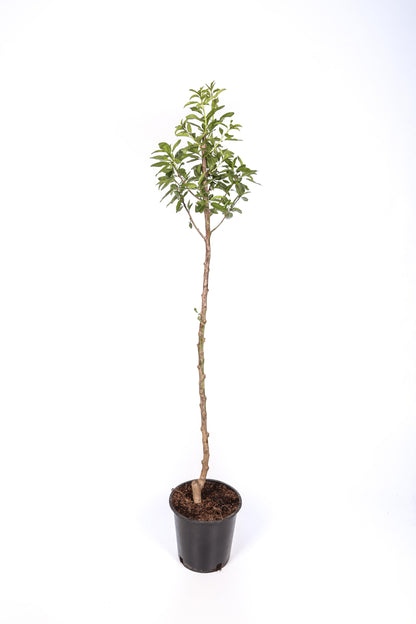 Manzano - Manzana Fuji- Manzana Semi Roja - Planta Viva - Altura 120/150_1