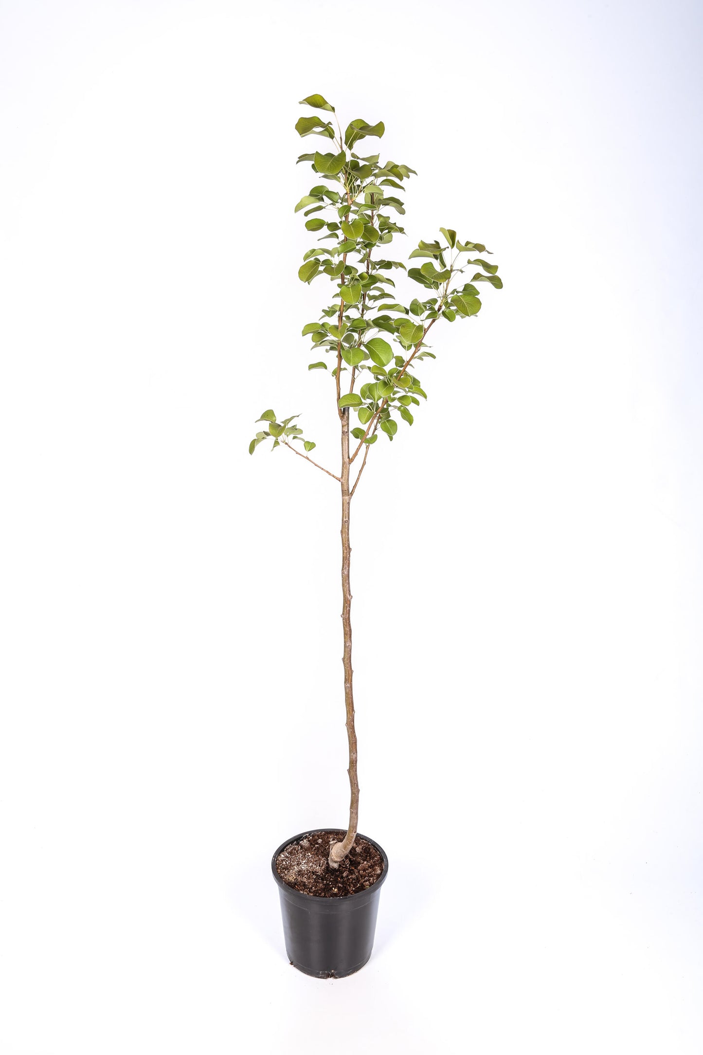 Frutal Pera Ercolini- Planta Natural - Maceta 26cm. - Altura Aprox. 120/150_1