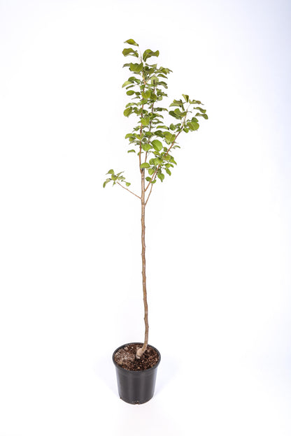 Frutal Pera Ercolini- Planta Natural - Maceta 26cm. - Altura Aprox. 120/150_1