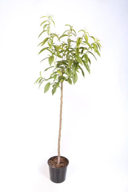 Frutal Nectarina Carne Blanca - Planta Natural - Maceta 26cm - Altura Aprox. 120/150_1