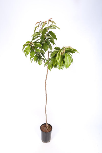 Frutal Cerezo Autofértil - Planta Natural - Maceta 26cm. - Altura Aprox. 120/150_1