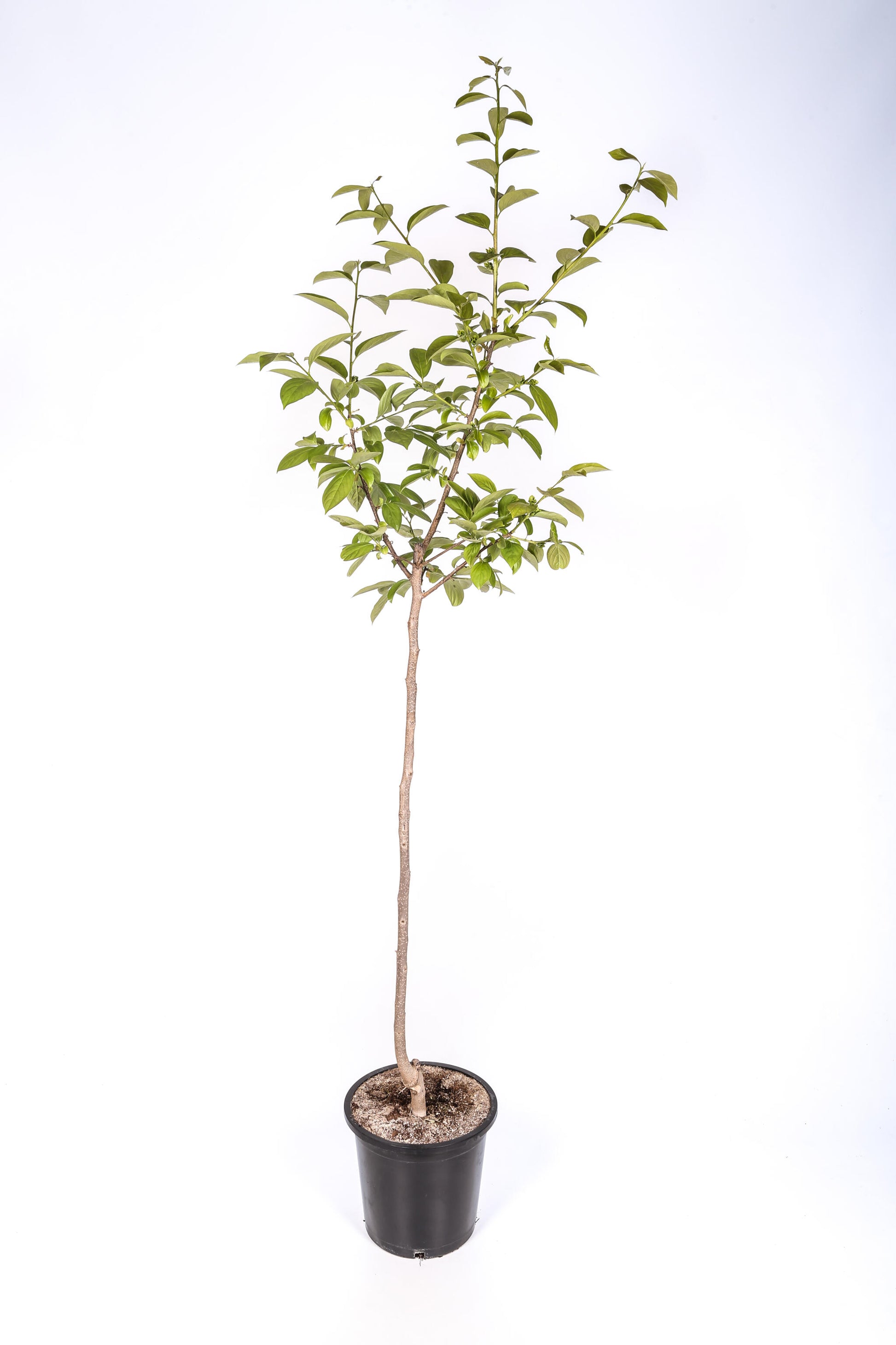 Frutal Kaki Persimon - Planta Natural - Maceta 26cm. - Altura Aprox. 120/150_1
