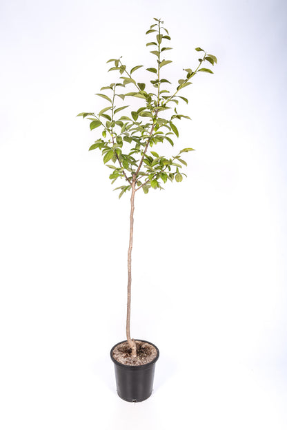 Frutal Kaki Persimon - Planta Natural - Maceta 26cm. - Altura Aprox. 120/150_1