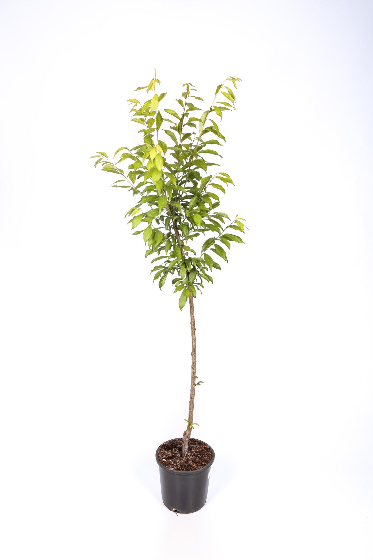 Frutal Ciruelo Friar - Planta Natural - Maceta 26cm. - Altura Aprox. 120/150_2