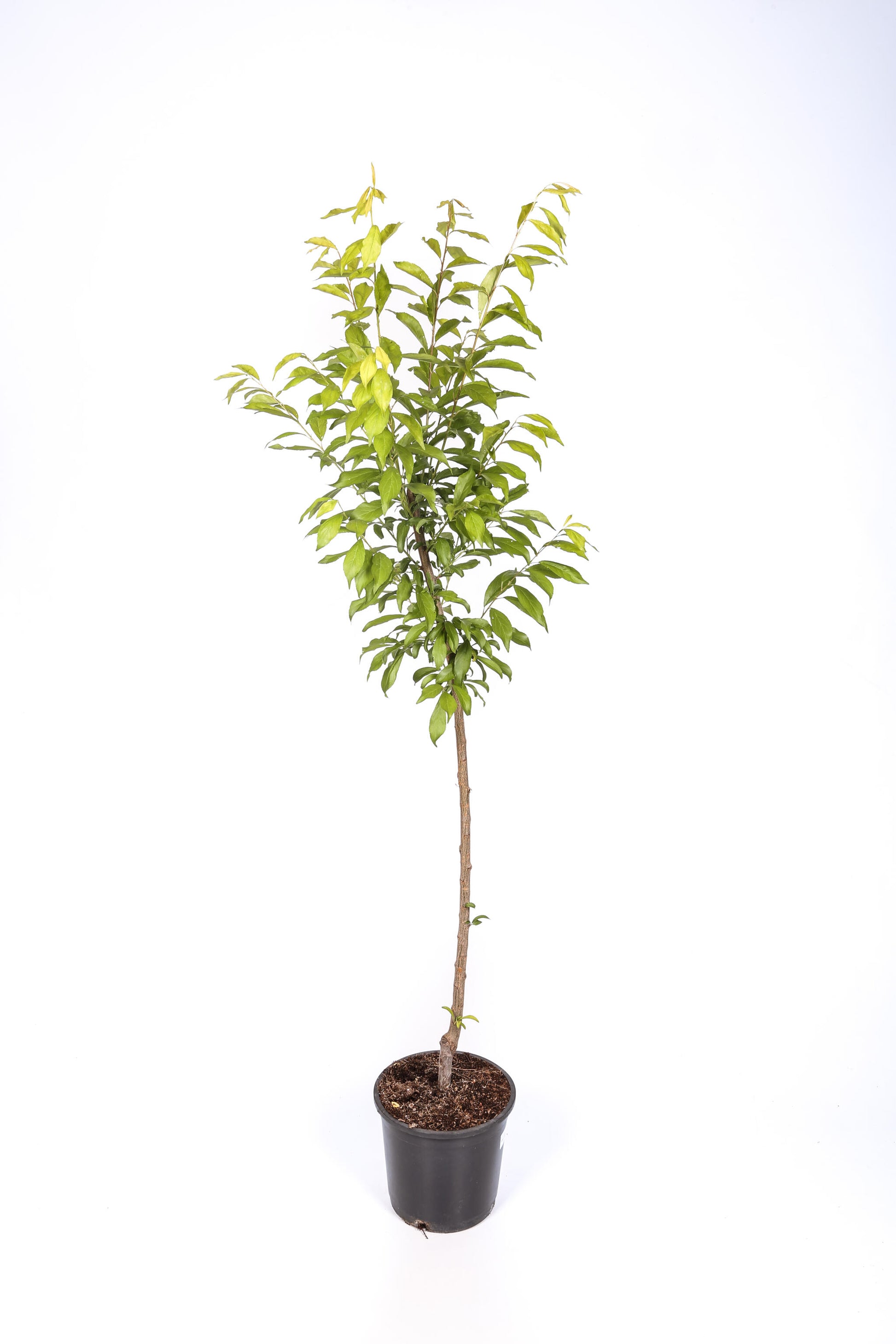 Frutal Ciruelo Friar - Planta Natural - Maceta 26cm. - Altura Aprox. 120/150_2