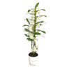 Dendrobium Apollon 2 Tallos M12