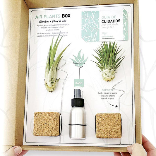 Box Tillandsias
