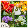 Fresia - 100 Pzs - Freesia Mix - Bulbos De Flores