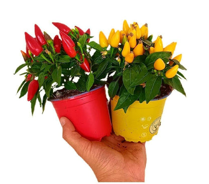 Capsicum Annuum M10 (pimiento)_0