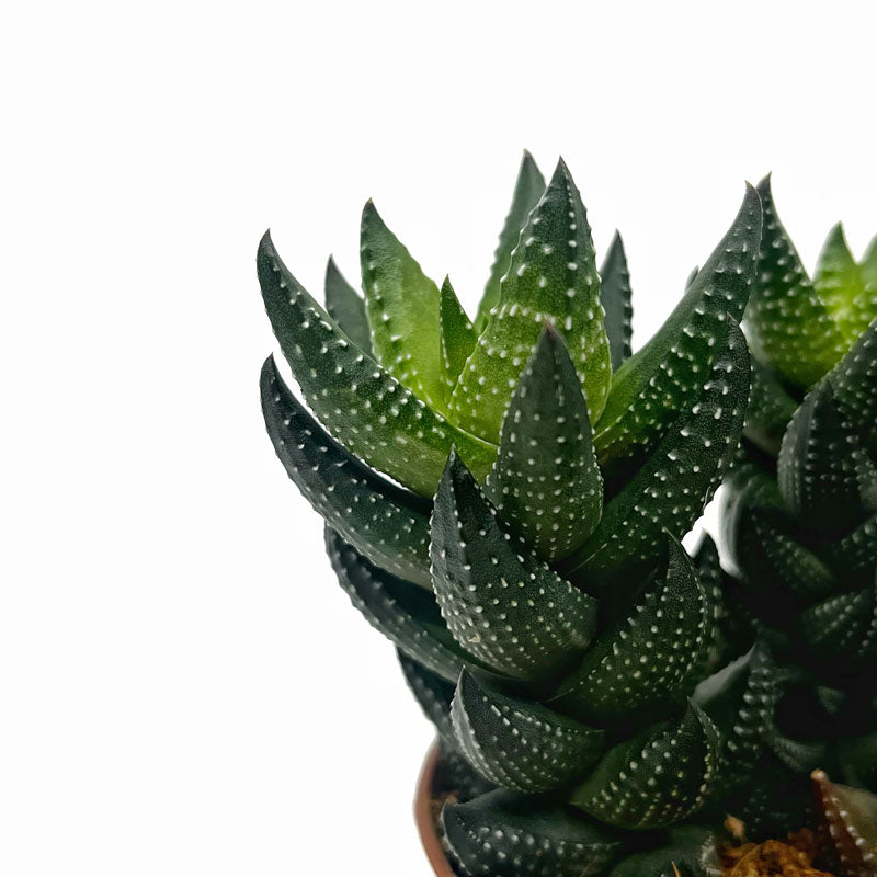 Haworthia Reinwardtii Cactus Y Suculentas M8,5 Ø