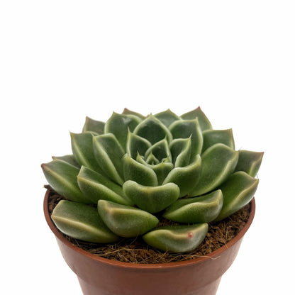 Echeveria Anubis Cactus Y Suculentas M8,5 cm Ø_0