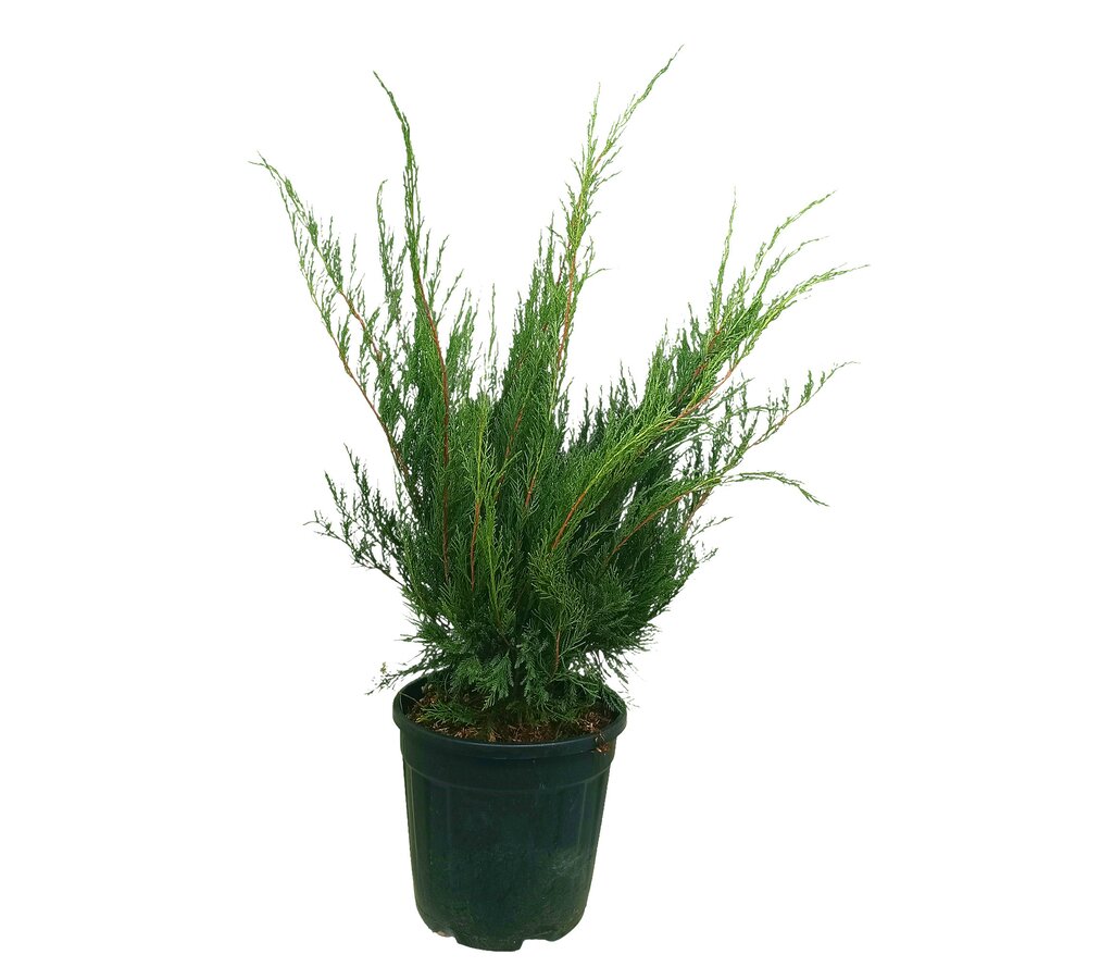 Junipero Mint Julep M25 50-65cm_0