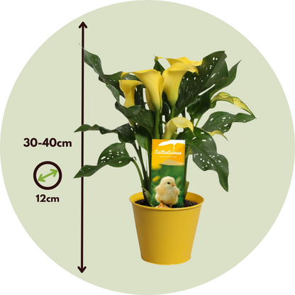 Cala 'zara' - Amarilla - Altura 30-40cm - ⌀12cm_2