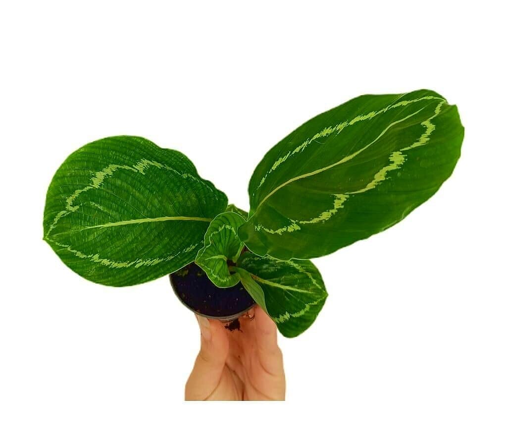 Calathea Medallion M6_0