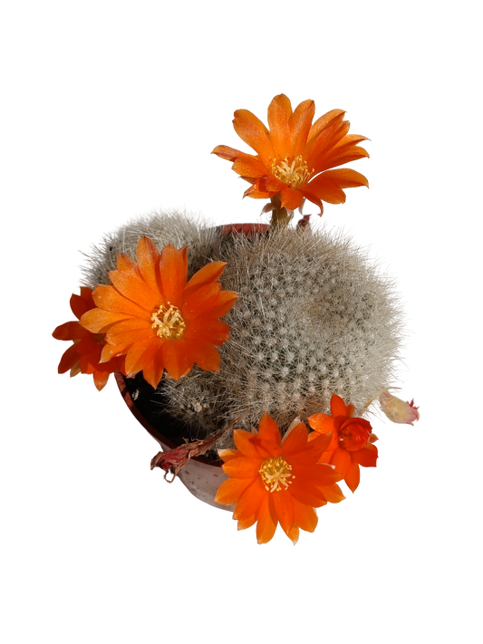 Cactus Rebutia Muscula Flor naranja Planta Suculenta 5 Cm_0