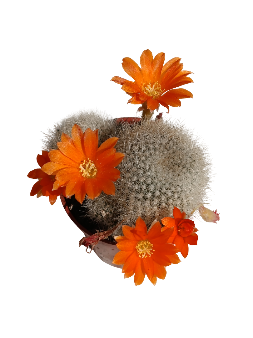 Cactus Rebutia Muscula Flor naranja Planta Suculenta 5 Cm_0