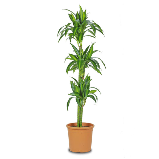 Dracena Hawaii Planta De Interior (dracaena Marginata 'hawaii') Maceta 20cm 3 Troncos 60/30/15_0