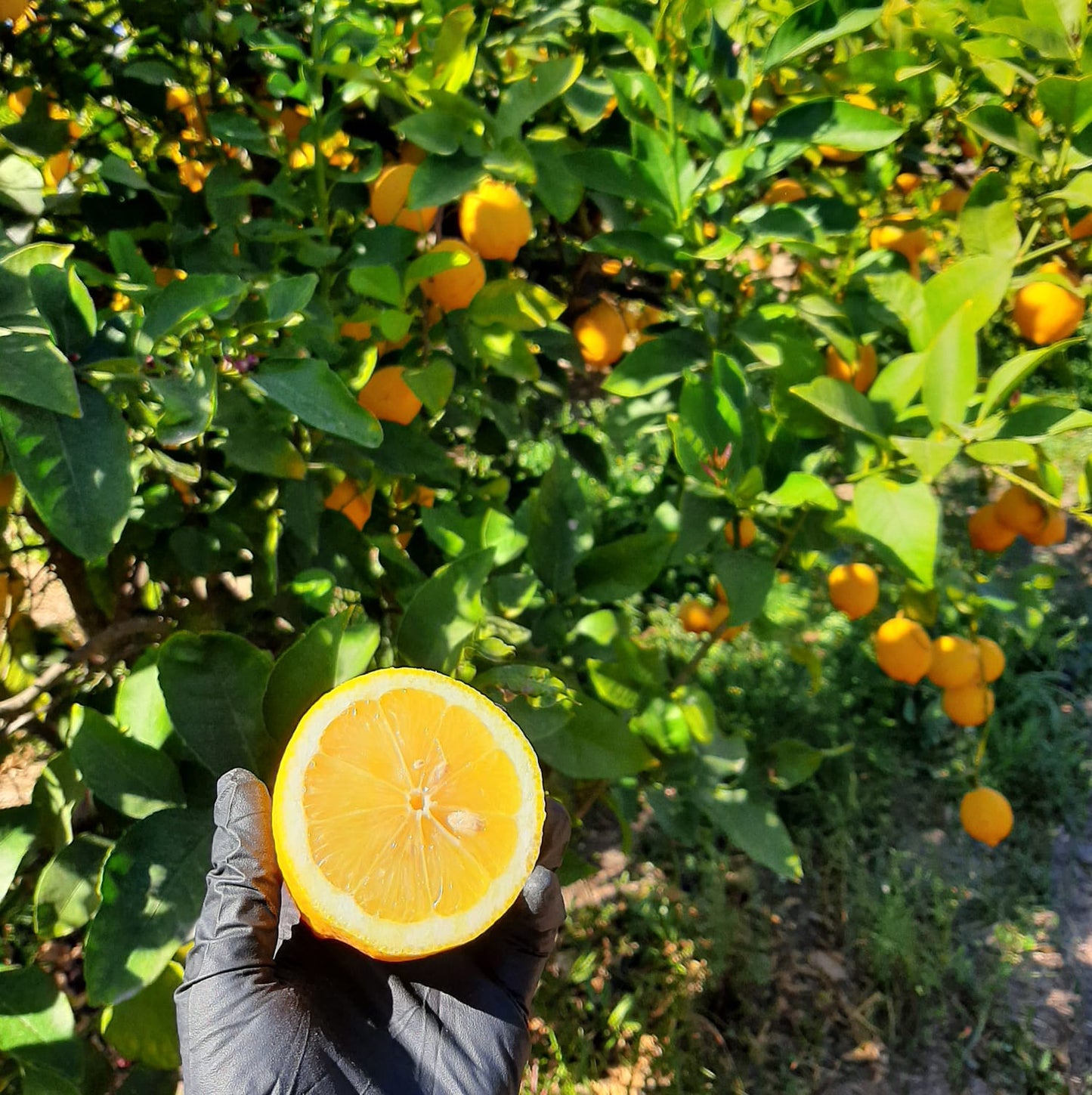 Limón Ecológico 20kg_2