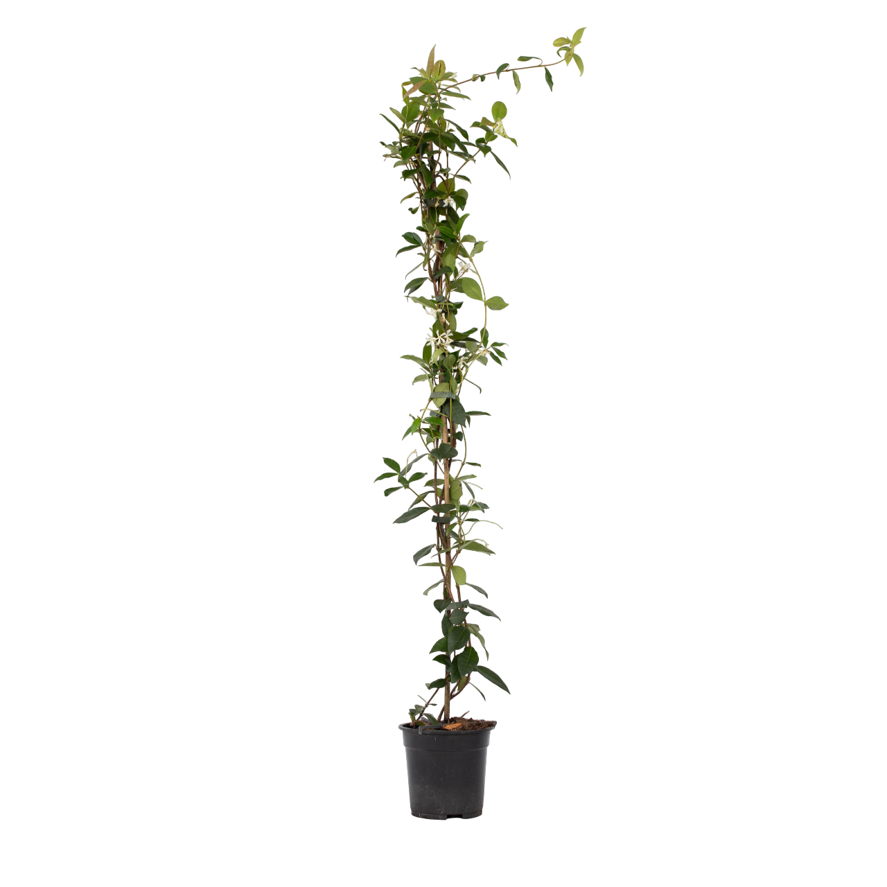 Jazmín Estrellado - Trachelospermum Jasminoides - Altura 110-120cm - ⌀17cm_0