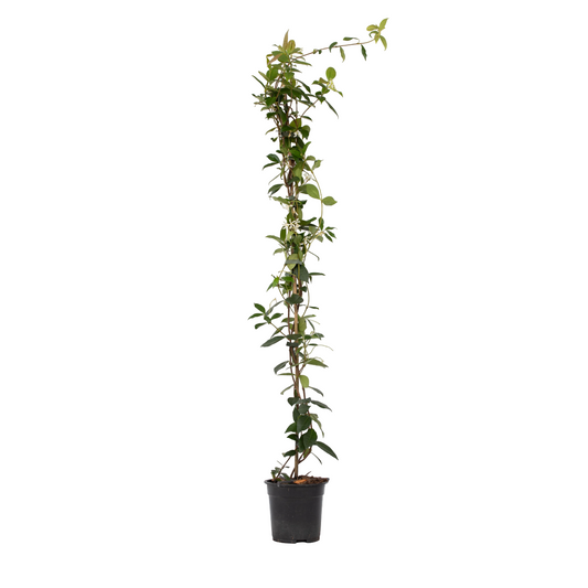 Jazmín Estrellado - Trachelospermum Jasminoides - Altura 110-120cm - ⌀17cm_0