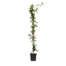 Jazmín Estrellado - Trachelospermum Jasminoides - Altura 110-120cm - ⌀17cm