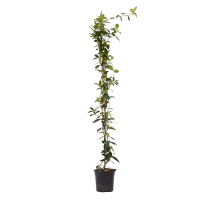 Jazmín Estrellado - Trachelospermum Jasminoides - Altura 110-120cm - ⌀17cm