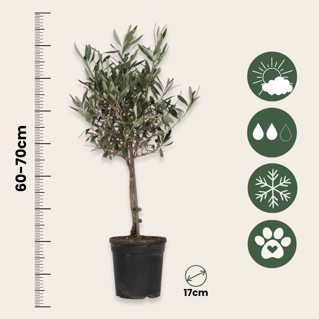 Olivo - Olea Europaea - Altura 60-70cm - ⌀17cm_2