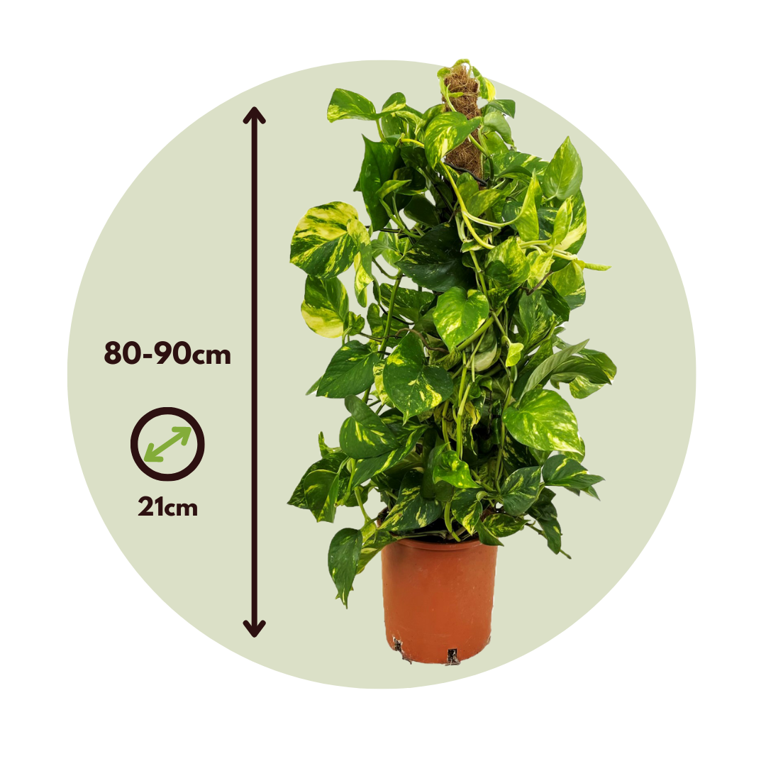 Potho Neón - Epipremnum Scindapsus 'aureum' - Altura 80-90cm - ⌀21cm_2