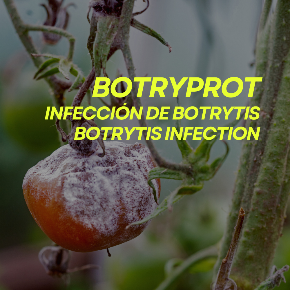 Botryprot  Actúa Frente A Los Efectos Negativos Que Podredumbres De Origen Fúngico Como Botrytis Prot-eco 100 ml