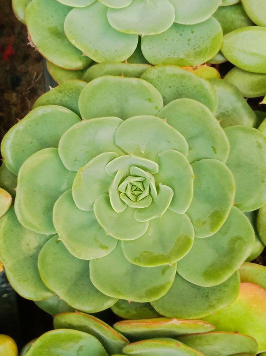 Suculentas Y Cactus Variedad #51 Planta Sin Id_0