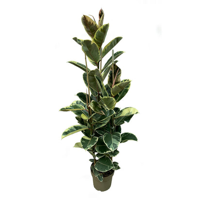 Ficus Elastica Tineke M22 80cm_0