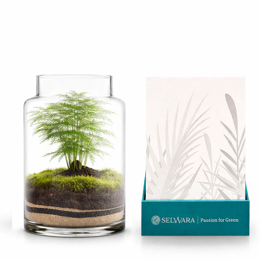 Terrario Irati Moss 19x36 Cm_0