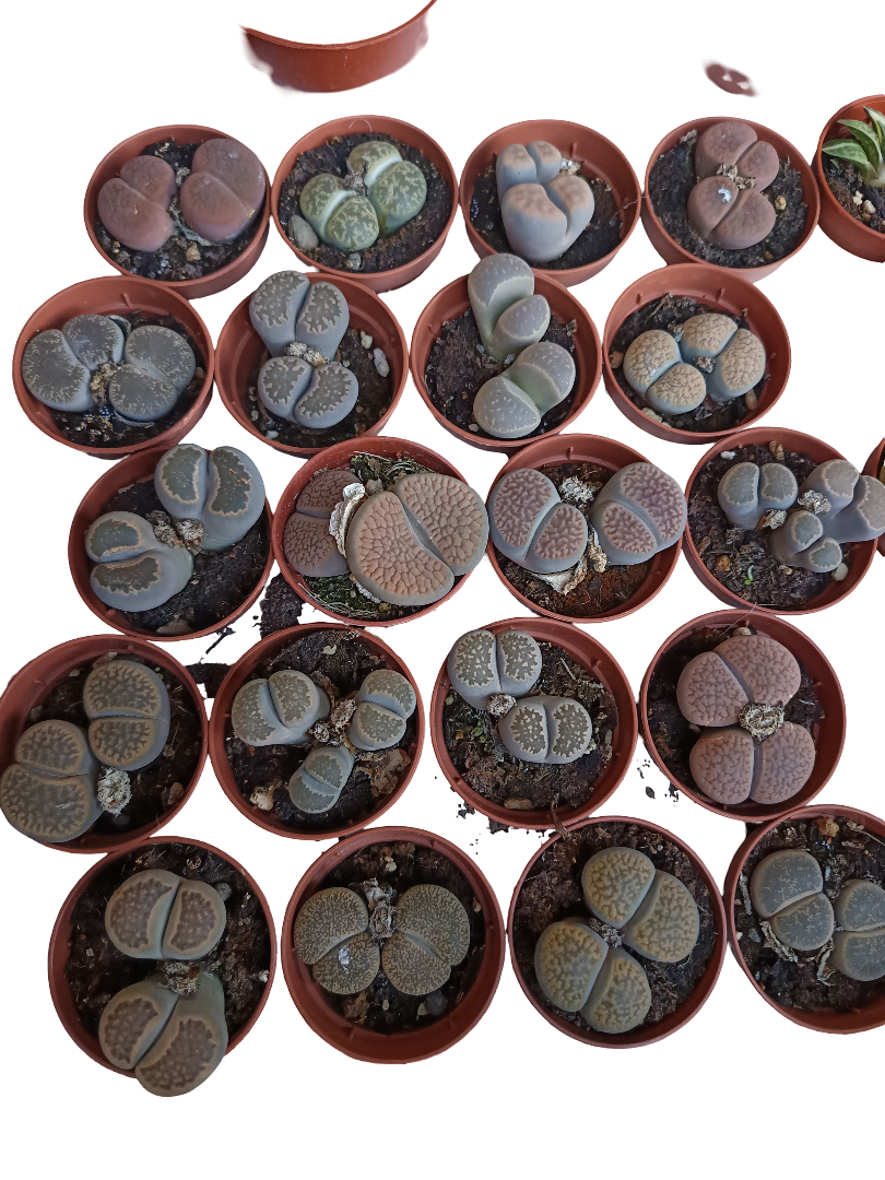 Lithops Cactus Piedra 1 Maceta Ø5 Cm Surtida