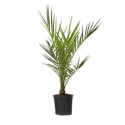 Palmera Canaria - Phoenix Canariensis - Altura 50-60cm - ⌀15cm_0